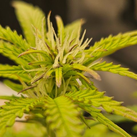 Nancys Own Grimey Bubblegum Auto growlog timeline photo