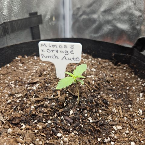 Mimosa x Orange Punch Auto growlog timeline photo