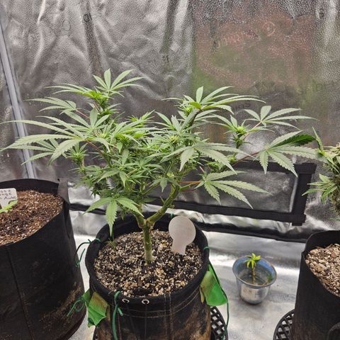 Purple Ghost Candy growlog timeline photo