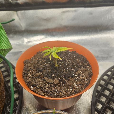 Purple Ghost Candy growlog timeline photo