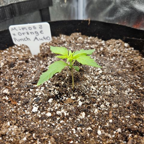 Mimosa x Orange Punch Auto growlog timeline photo