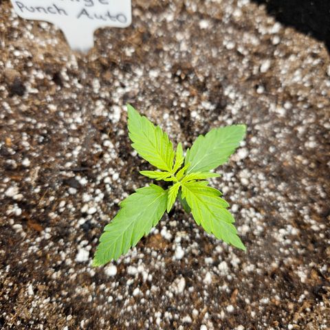Mimosa x Orange Punch Auto growlog timeline photo