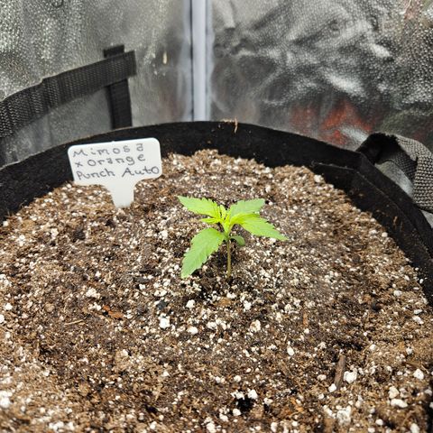 Mimosa x Orange Punch Auto growlog timeline photo