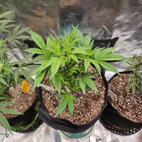 Sin City Seeds SinMintz ( Clone from Lindstrom Hydro Seed and Supply) growlog timeline photo