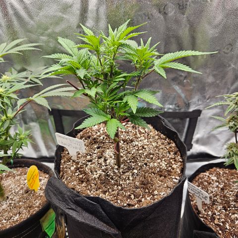 Sin City Seeds SinMintz ( Clone from Lindstrom Hydro Seed and Supply) growlog timeline photo