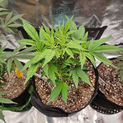 Sin City Seeds SinMintz ( Clone from Lindstrom Hydro Seed and Supply) growlog timeline photo