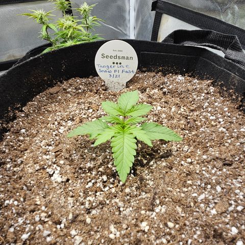Seedsman Seeds Tangerine Snow F1 Fast growlog timeline photo