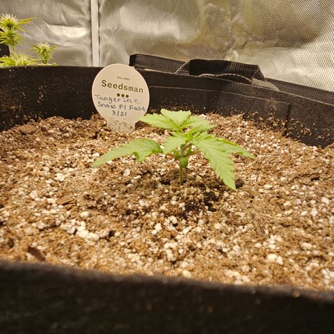 Seedsman Seeds Tangerine Snow F1 Fast growlog timeline photo
