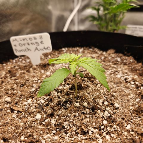 Mimosa x Orange Punch Auto growlog timeline photo