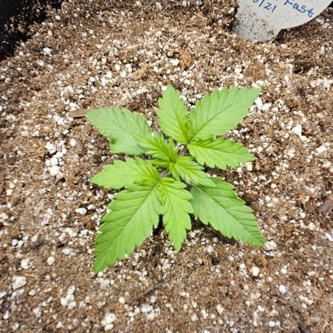 Seedsman Seeds Tangerine Snow F1 Fast growlog timeline photo