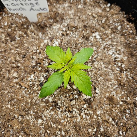 Mimosa x Orange Punch Auto growlog timeline photo