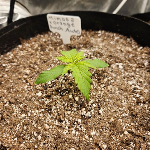 Mimosa x Orange Punch Auto growlog timeline photo