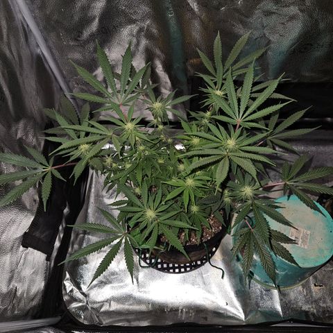 Purple Ghost Candy growlog timeline photo