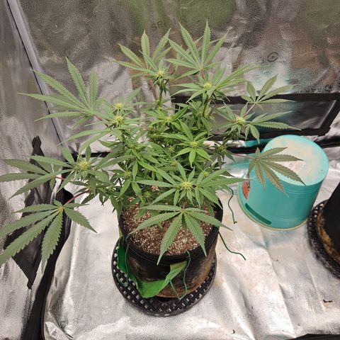 Purple Ghost Candy growlog timeline photo