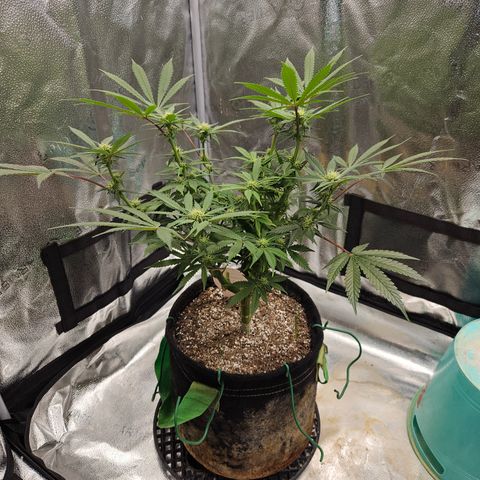 Purple Ghost Candy growlog timeline photo