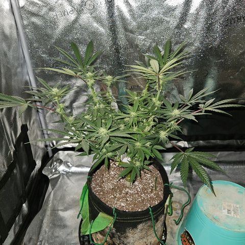 Purple Ghost Candy growlog timeline photo