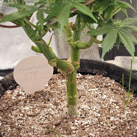 Purple Ghost Candy growlog timeline photo