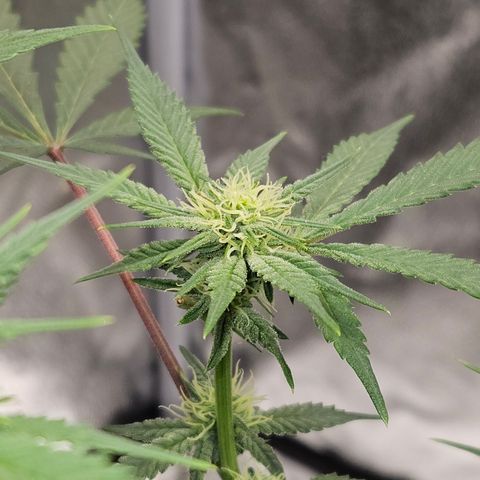 Purple Ghost Candy growlog timeline photo