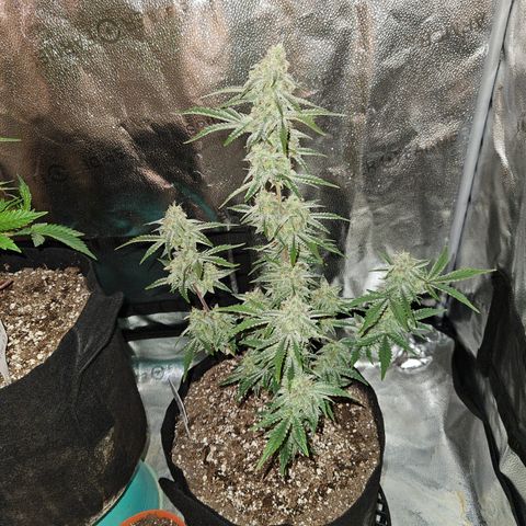 Mephisto Alien vs Triangle X 3 Bears OG Auto growlog timeline photo