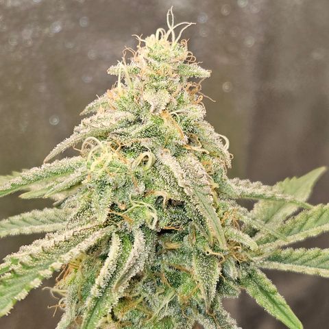Mephisto Alien vs Triangle X 3 Bears OG Auto growlog timeline photo
