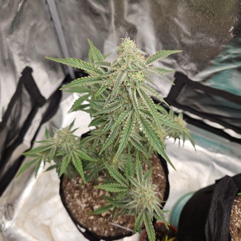 Mephisto Alien vs Triangle X 3 Bears OG Auto growlog timeline photo