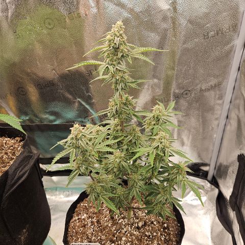 Mephisto Alien vs Triangle X 3 Bears OG Auto growlog timeline photo