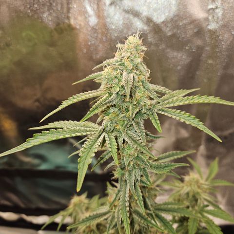 Mephisto Alien vs Triangle X 3 Bears OG Auto growlog timeline photo