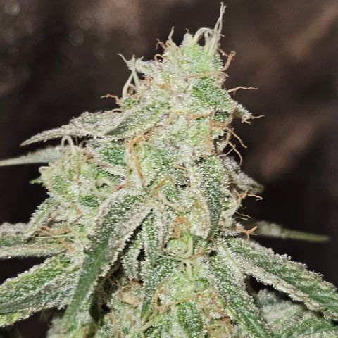 Mephisto Alien vs Triangle X 3 Bears OG Auto growlog timeline photo
