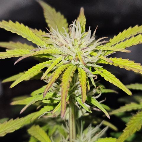 Nancys Own Grimey Bubblegum Auto growlog timeline photo