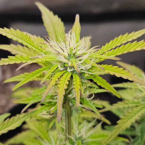 Nancys Own Grimey Bubblegum Auto growlog timeline photo