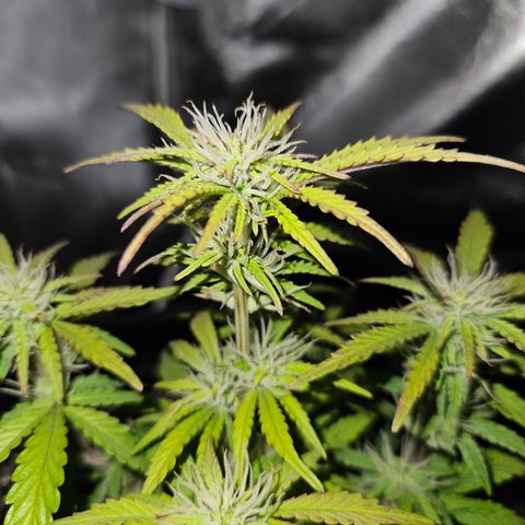 Nancys Own Grimey Bubblegum Auto growlog timeline photo
