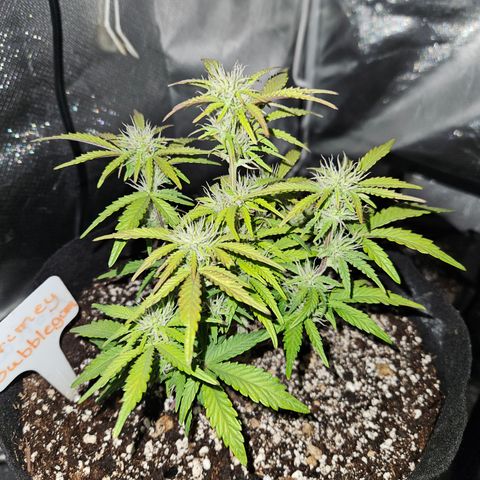 Nancys Own Grimey Bubblegum Auto growlog timeline photo