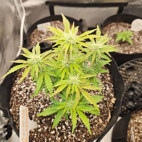 Nancys Own Grimey Bubblegum Auto growlog timeline photo