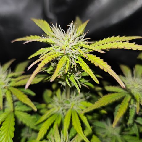 Nancys Own Grimey Bubblegum Auto growlog timeline photo