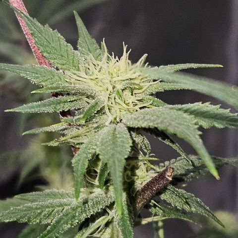 Purple Ghost Candy growlog timeline photo