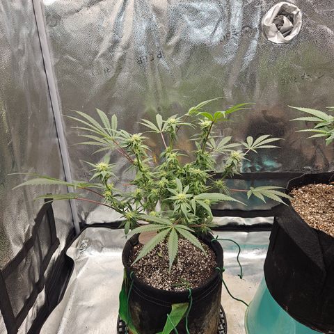 Purple Ghost Candy growlog timeline photo