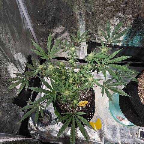 Purple Ghost Candy growlog timeline photo