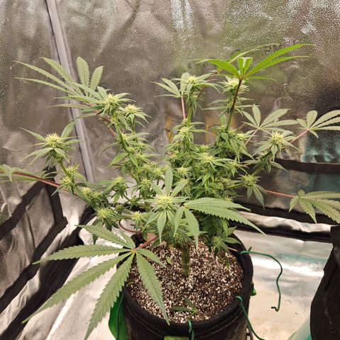 Purple Ghost Candy growlog timeline photo