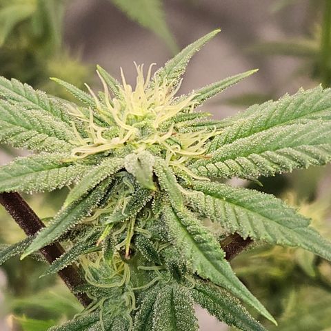 Purple Ghost Candy growlog timeline photo