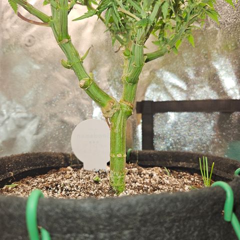 Purple Ghost Candy growlog timeline photo