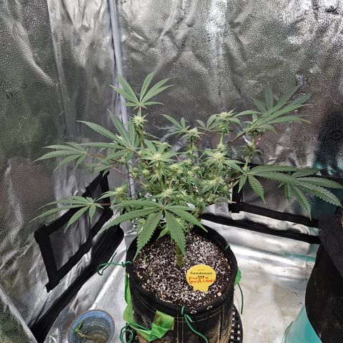 Purple Ghost Candy growlog timeline photo