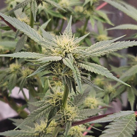 Purple Ghost Candy growlog timeline photo