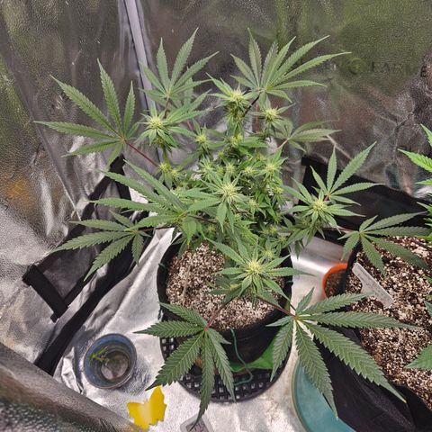 Purple Ghost Candy growlog timeline photo