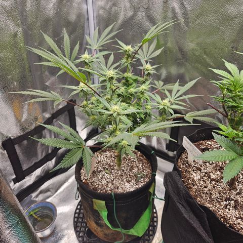 Purple Ghost Candy growlog timeline photo