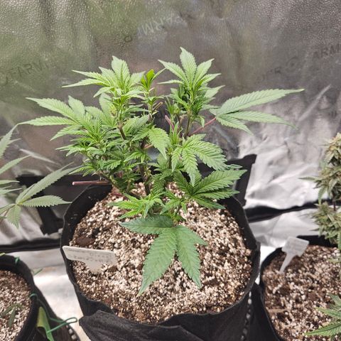 Sin City Seeds SinMintz ( Clone from Lindstrom Hydro Seed and Supply) growlog timeline photo