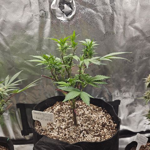 Sin City Seeds SinMintz ( Clone from Lindstrom Hydro Seed and Supply) growlog timeline photo
