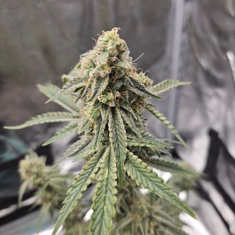 Mephisto Alien vs Triangle X 3 Bears OG Auto growlog timeline photo
