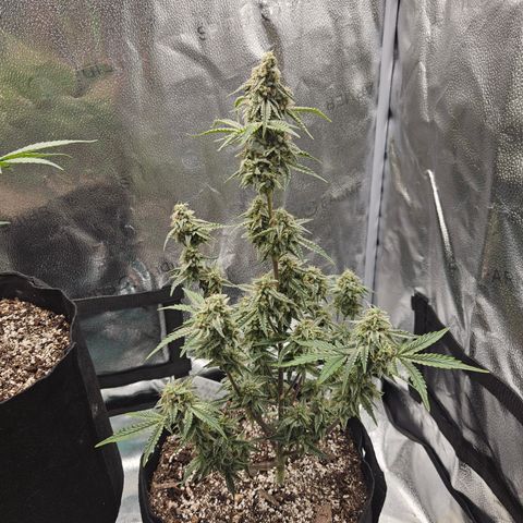 Mephisto Alien vs Triangle X 3 Bears OG Auto growlog timeline photo