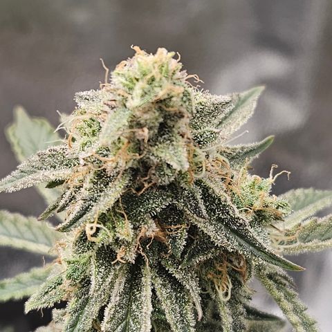 Mephisto Alien vs Triangle X 3 Bears OG Auto growlog timeline photo