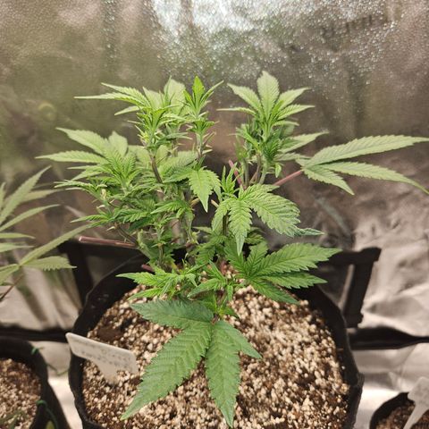 Sin City Seeds SinMintz ( Clone from Lindstrom Hydro Seed and Supply) growlog timeline photo